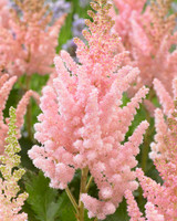 Astilbe chinensis Visions Inferno