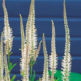 Veronicastrum virginicum Album