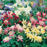 Aquilegia Constellation Mixed