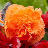 Begonia Fancy Frills Orange 3/4cm