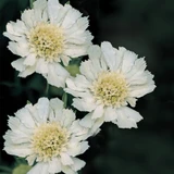 Scabiosa Perfecta White 7cm