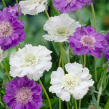 Scabiosa Perfecta White 7cm