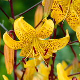Lily Leichtlinii