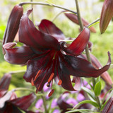 Lily Night Flyer