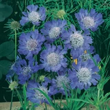 Scabiosa Perfecta Blue 7cm