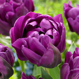 Tulip Purple Princess