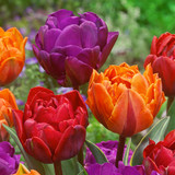 Tulip Purple Princess