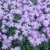Phlox subulata Emerald Cushion