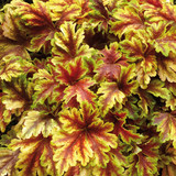 Heucherella Golden Zebra