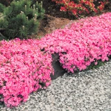 Phlox subulata McDaniels Cushion