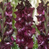 Gladioli Shaka Zulu