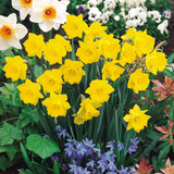 Narcissus obvallaris