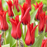 Tulip Isaak Chic