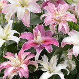 Lilium Mixed Double Oriental