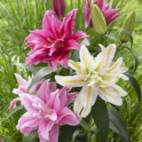 Lilium Mixed Double Oriental