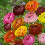 Ranunculus Picotee Mixed 6/7cm