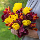 Tulip Seattle (Saver Sized Bulbs