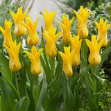 Tulip Seattle (Saver Sized Bulbs)