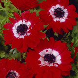Anemone The Governor 5/6cm