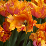 Tulip 'Amazing Parrot'
