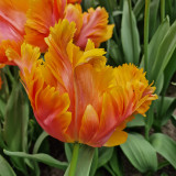 Tulip 'Amazing Parrot'