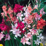 Dwarf Gladioli Nanus Mix 7/8cm
