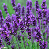 Lavender Hidcote Strain Power Modules