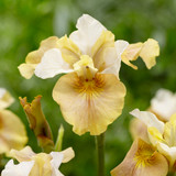 Iris sibirica 'White Amber'