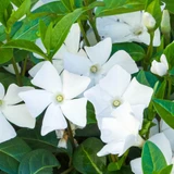 Vinca minor Alba