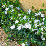 Vinca minor Alba