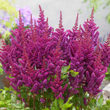 Astilbe Visions in Purple