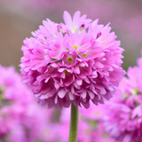 Primula Denticulata Pink