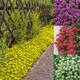 Sedum Ground Cover Mixed