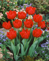 Tulip Largo