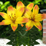 Lilium Happy Memories