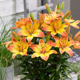Lilium Happy Memories