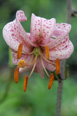 Lilium Martagon Purple Morning