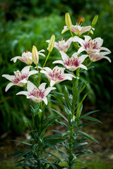 Lilium Tribal Kiss