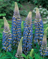 Lupin Noble The Governor (Blue)