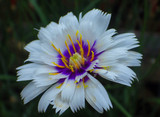 Catananche caerulea 'Alba'