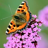 Verbena bonariensis