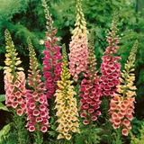 Digitalis Mix