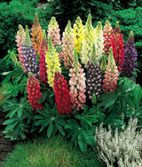 Lupin Dwarf Mixed 7cm