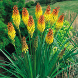 Kniphofia Uvaria Red Hot Poker 7cm