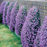 Aubrieta Cascade Blue