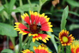 Gaillardia x grandiflora 'Kobold'