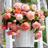 Begonia Splendide Flamenca