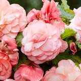 Begonia Splendide Flamenca