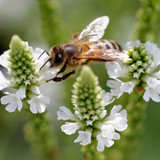 Verbena hastata White Spires