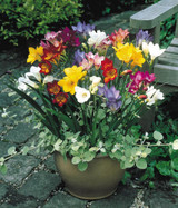 Freesia Single Mixed 4/5cm